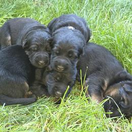 German Shepherd Puppies from Elite Von Haus German Shepherds