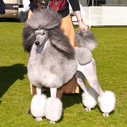 Poodle All Grown Up from Lakeview Standard Poodles