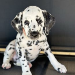 Light pink collar female - White and black female Dalmatian puppy in Sacramento, California from Dream Dalmatians