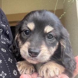 Lucy - Black and cream female Dachshund puppy in New Smyrna Beach, Florida from J & L Mini D’s