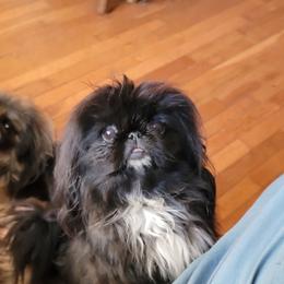Maggie - Pekingese