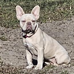 Chloé - French Bulldog