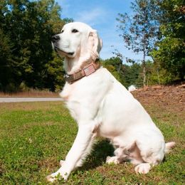 Hercules  - Golden Retriever