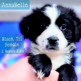 AnnaBelle - Black & white female Miniature Australian Shepherd puppy in Punta Gorda, Florida from Christie's Creekside Aussies