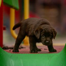 Doberman Pinscher and Labrador Retriever Puppies from GFDutton Retrievers & Dalla Grazia Dobermans