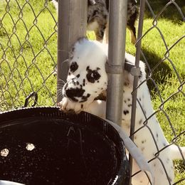 Dalmatian Puppies from Speckled Spots Dalmatians
