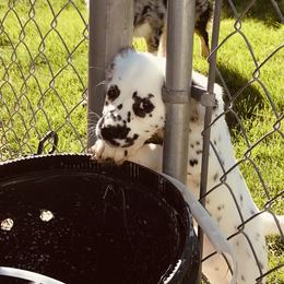 Dalmatian Puppies from Speckled Spots Dalmatians