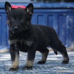 Sia - Bi-color female German Shepherd puppy in Muldrow, Oklahoma from Reizarf Kennels