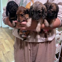 Dachshund puppies from Gabriela's Dachshunds