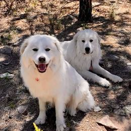 Colorado Mountain Dogs from Pawsable Dreams Vista