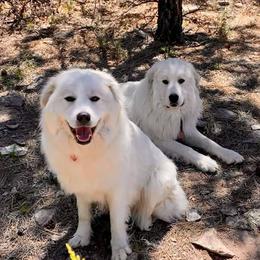 Colorado Mountain Dogs from Pawsable Dreams Vista