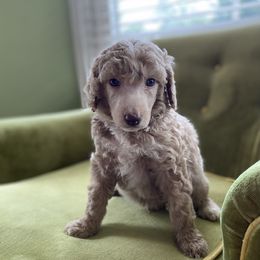 Poodle Puppies from Emerald Pines Standard Poodles