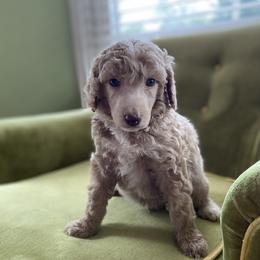 Poodle Puppies from Emerald Pines Standard Poodles