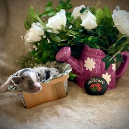 Miniature Australian Shepherd and Toy Australian Shepherd Puppies from Pawesome Lil Aussies