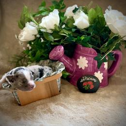 Miniature Australian Shepherd and Toy Australian Shepherd Puppies from Pawesome Lil Aussies