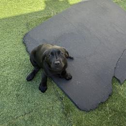 Girl 2 - Black female Labrador Retriever puppy in Newtown, Connecticut from Tiger Rose Labradors