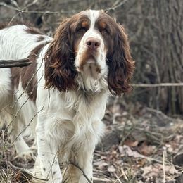 Copper - English Springer Spaniel