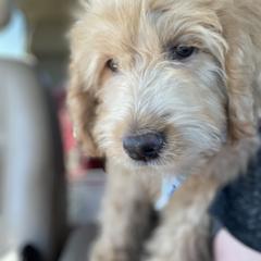 Aussiedoodle, Poodle, and Saint Berdoodle Puppies from Remington Kennels, LLC