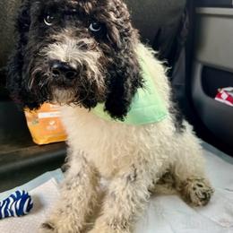 Goldendoodle and Poodle Puppies from SnickerDoodlePups