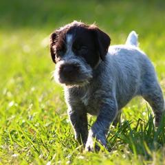 German Wirehaired Pointer Puppies from Afterhours German Wirehaired Pointers