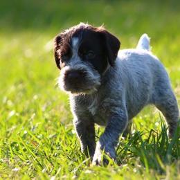 German Wirehaired Pointer Puppies from Afterhours German Wirehaired Pointers