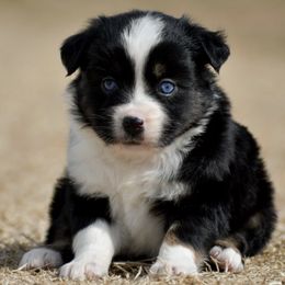 Miniature Australian Shepherds and Toy Australian Shepherds from Indigo River Toy & Mini Aussies