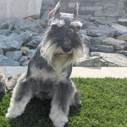 Miniature Schnauzer puppies from Hall Miniature Schnauzers