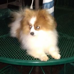 Gizmo - Pomeranian