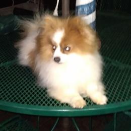 Gizmo - Pomeranian
