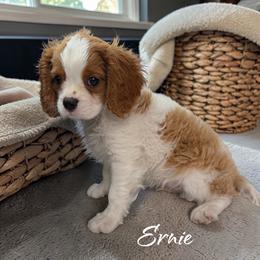 Ernie - Blenheim male Cavalier King Charles Spaniel puppy in Miami, Florida from Mario’s Pups