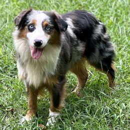 Miniature Australian Shepherds from Kay & Tay’s Mini Aussies
