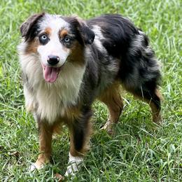Miniature Australian Shepherds from Kay & Tay’s Mini Aussies