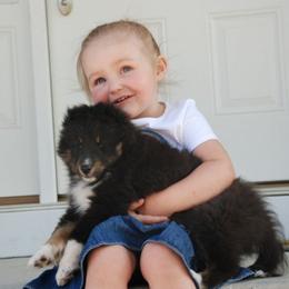 Shetland Sheepdog Puppies from Twin Cedar Shelties
