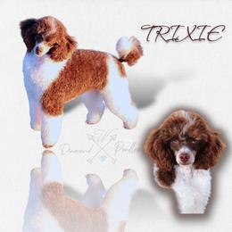 Trixie - Poodle