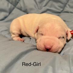 Red Girl - Dogo Argentino puppy in Iowa from Lucky 7 Dogos