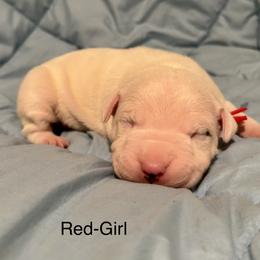 Red Girl - Dogo Argentino puppy in Iowa from Lucky 7 Dogos