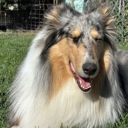 Jessie - Collie