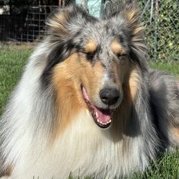 Jessie - Collie