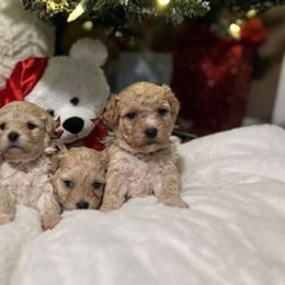 Maltipoos from Steel City Maltipoo