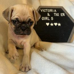 Girl 5 - Fawn female Pug puppy in Norborne, Missouri from Pug Palace