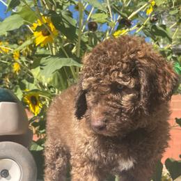Boone - Chocolate male Labradoodle puppy in St George, Utah from Terra's Swann's Kennels