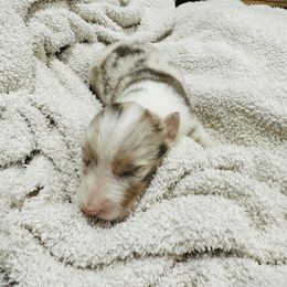 Australian Shepherd and Goldendoodle Puppies from Full House Farm