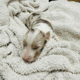 Australian Shepherd and Goldendoodle Puppies from Full House Farm