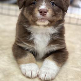 Australian Shepherd Puppies from Echolight Australian Shepherds