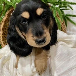Dachshund Puppies from Down The Hill Potterdale