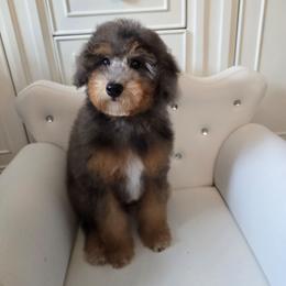 Bluebell - Sable male Poodle puppy in Washington from Mt.BakerPoodles&Doodles