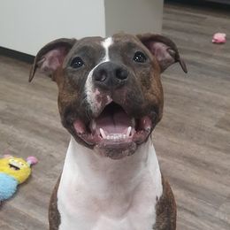 Trip - American Staffordshire Terrier