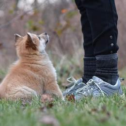 Icelandic Sheepdog Puppies from Valhalla Icelandic Sheepdogs