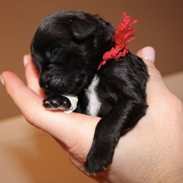 Portuguese Water Dog Puppies from Maritimo Portuguese Water Dogs