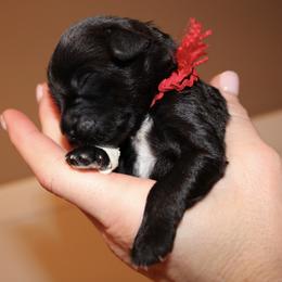 Portuguese Water Dog Puppies from Maritimo Portuguese Water Dogs